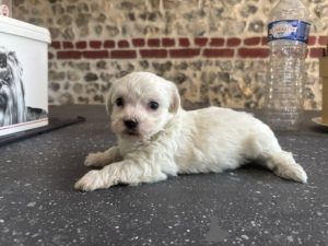 Photo №1. maltese dog - for sale in the city of Antwerp | Is free | Announcement № 173942