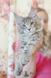 Photo №1. maine coon - for sale in the city of St. Petersburg | Is free | Announcement № 9811