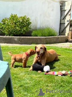 Photo №1. vizsla - for sale in the city of Aberdeen | 634$ | Announcement № 75575