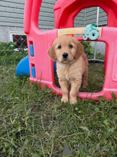 Photo №2 to announcement № 163585 for the sale of golden retriever - buy in Germany breeder
