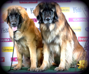 Photo №1. leonberger - for sale in the city of Salacgriva | 1418$ | Announcement № 2081