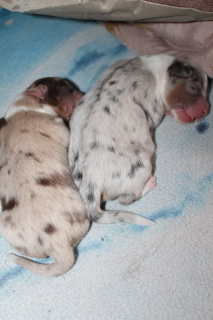Photo №4. I will sell australian shepherd in the city of Permian. from nursery - price - negotiated