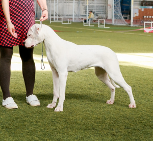 Photo №2 to announcement № 2454 for the sale of dogo argentino - buy in Russian Federation from nursery