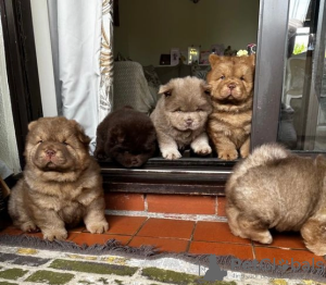 Additional photos: Chow-Chow, schokoladenbraune Prinzessin von herausragender Qualität 