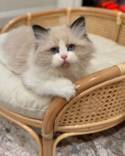 Photo №1. ragdoll - for sale in the city of Alken | negotiated | Announcement № 156948