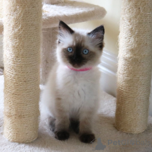 Photo №1. ragdoll - for sale in the city of Бернау | 423$ | Announcement № 96937