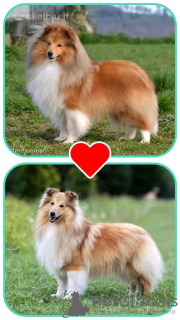 Photo №2 to announcement № 122734 for the sale of shetland sheepdog - buy in Lithuania breeder