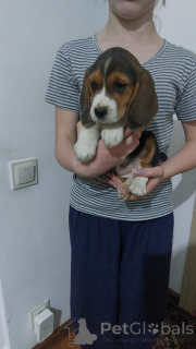 Photo №2 to announcement № 157785 for the sale of beagle - buy in Germany private announcement