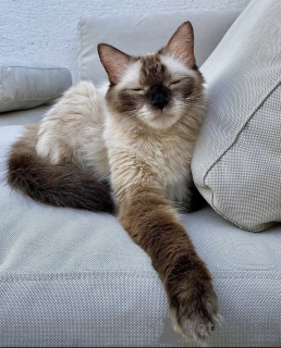 Photo №2 to announcement № 105191 for the sale of siamese cat - buy in Germany private announcement, breeder