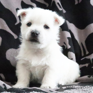 Photo №1. west highland white terrier - for sale in the city of New York | negotiated | Announcement № 164582