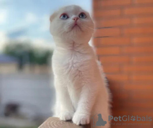 Photo №1. scottish fold - for sale in the city of Karaganda | 651$ | Announcement № 73106