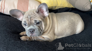Photo №2 to announcement № 131991 for the sale of french bulldog - buy in Sweden private announcement