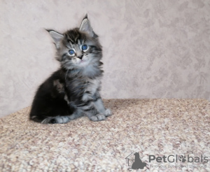 Photo №2 to announcement № 10784 for the sale of maine coon - buy in Belarus private announcement