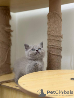 Photo №4. I will sell british shorthair in the city of Barcelona. breeder - price - 317$