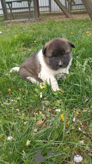 Photo №3. I will sell charming babies of the breed American akita.. Belarus