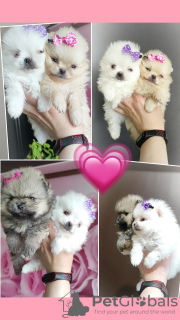 Photo №2 to announcement № 100705 for the sale of pomeranian - buy in Belarus breeder