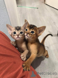 Photo №1. abyssinian cat - for sale in the city of De Haan | 465$ | Announcement № 176764