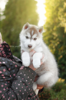 Photo №3. Elite Chocolate Siberian Husky Puppies from titled producers. Russian Federation