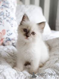 Photo №2 to announcement № 165918 for the sale of siberian cat - buy in France private announcement, breeder