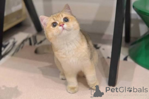 Photo №2 to announcement № 173772 for the sale of british shorthair - buy in United Kingdom private announcement, breeder