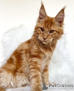 Photo №4. I will sell maine coon in the city of Colorado Springs. breeder - price - 300$