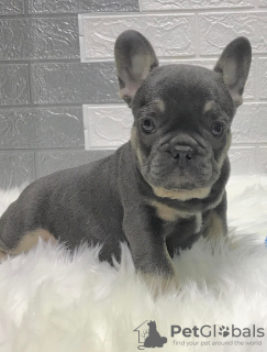 Additional photos: French Bulldog