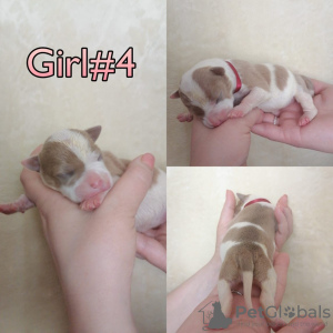 Photo №3. American Bully Puppies. Russian Federation