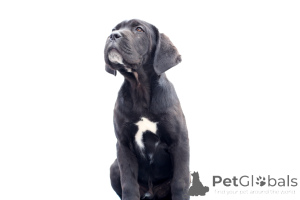 Photo №1. cane corso - for sale in the city of Buzău | 1882$ | Announcement № 140487