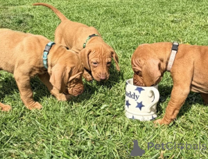 Photo №1. vizsla - for sale in the city of Leipzig | negotiated | Announcement № 170200