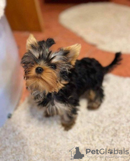 Photo №1.  - for sale in the city of Tafuna | 400$ | Announcement № 133304