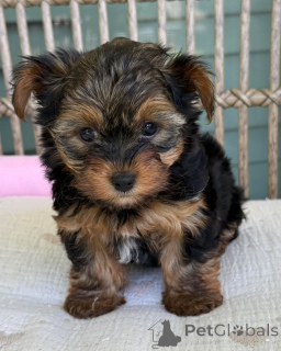 Photo №1. yorkshire terrier - for sale in the city of Ostrava | negotiated | Announcement № 169346