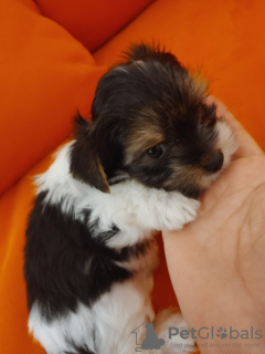 Photo №4. I will sell beaver yorkshire terrier in the city of Yokneam Illit.  - price - 1100$