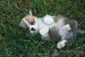 Photo №1. welsh corgi - for sale in the city of Москва | 1061$ | Announcement № 7550