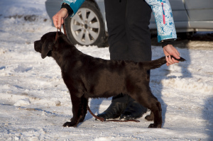 Photo №2 to announcement № 5042 for the sale of labrador retriever - buy in Russian Federation breeder