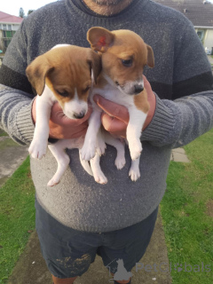 Photo №2 to announcement № 144457 for the sale of jack russell terrier - buy in Austria breeder