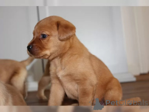 Photo №1. labrador retriever - for sale in the city of Aachen | 565$ | Announcement № 136863