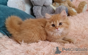 Photo №1. british longhair - for sale in the city of Lyubertsy | 483$ | Announcement № 21802