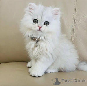 Photo №1.  - for sale in the city of Milan | Is free | Announcement № 162280