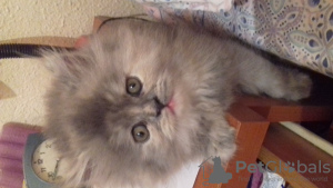 Photo №1. persian cat - for sale in the city of Barcelona | 208$ | Announcement № 20239