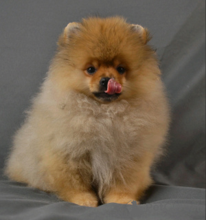 Photo №1. pomeranian - for sale in the city of St. Petersburg | 456$ | Announcement № 62843