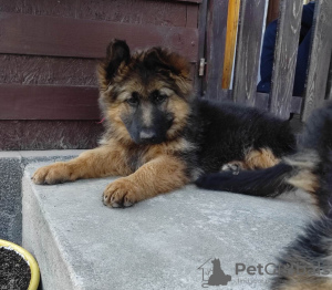 Photo №4. I will sell german shepherd in the city of Krakow. breeder - price - 845$