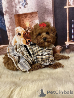 Photo №3. Maltipa is a wonderful girl. Germany