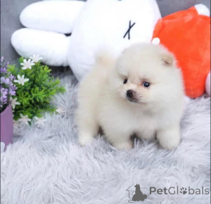 Photo №1. pomeranian - for sale in the city of Brussels | 471$ | Announcement № 137979