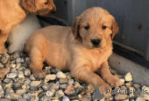 Photo №3. Golden Retriever Puppies for sale. Germany