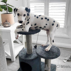 Photo №2 to announcement № 157522 for the sale of dalmatian dog - buy in Germany private announcement
