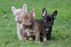 Photo №3. Chiots Bouledogue Français à vendre. Luxembourg