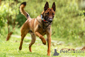 Photo №3. Handsome Anzor is looking for a house.. Russian Federation