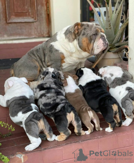 Photo №1. english bulldog - for sale in the city of Chicago | 350$ | Announcement № 123027