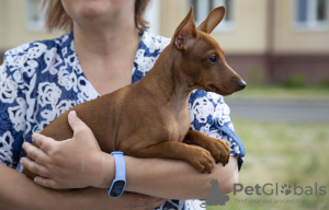 Photo №4. I will sell miniature pinscher in the city of Brest. private announcement - price - 500$