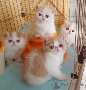 Photo №1. exotic shorthair - for sale in the city of Dudeldorf | 361$ | Announcement № 166472